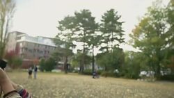 Woman taking pictures of Ginkgo tree with camera Stock Footage