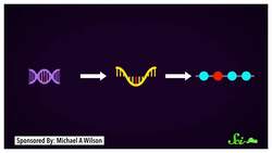 Cephalopods Have a Totally Wild Way of Adapting Instructional Video