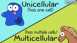 Characteristics of Life Instructional Video