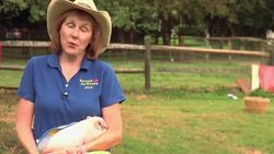 Is it Legal to Keep a Teacup Pig in a City? Instructional Video