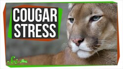 Cougar Stress: SciShow Talk Show Instructional Video