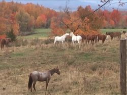 Investigating Heredity: Video Review Instructional Video