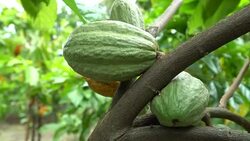 Cacao Tree (Theobroma cacao). Organic cocoa fruit pods in nature. Stock Footage