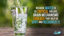 Is That Shiny Thing Pretty, or Are You Just Thirsty? Instructional Video