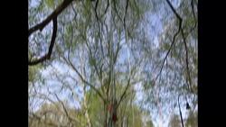 Arbor Day Festival at Planting Fields Arboretum marks 38th year News Clip