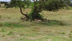 cheetahs lying under tree in savanna at africa Stock Footage