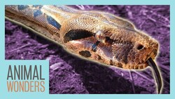 Hangout with Daisy the Boa Constrictor! Instructional Video