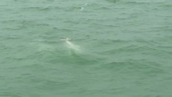 CLEAN : File: Hong Kong's Chinese white dolphins News Clip