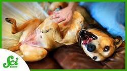 The Real Reason Dogs Kick When You Scratch Them Instructional Video
