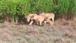 lioness with cub in savanna at africa Stock Footage