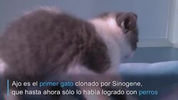 CLEAN : Ajo el primer gato clonado por China News Clip