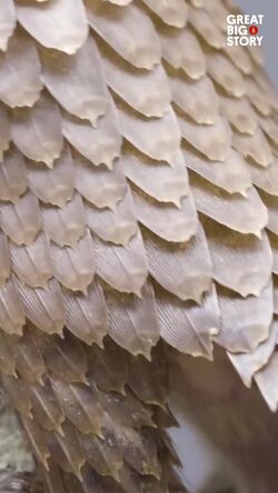 The plight of the tree pangolin, conservation and challenges    Instructional Video