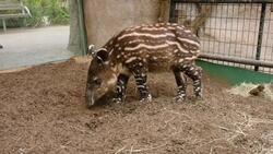 Baby Tapir Gets Some Help from Humans Since Mom Can't Care for Him Instructional Video