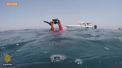 'A privilege': Swimming with endangered whale sharks in Qatar News Clip