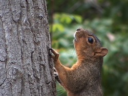 Invierno: plantas y animales en invierno Instructional Video