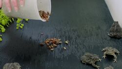 More Than 900 Toads Are Released…The Largest of Its Kind Instructional Video