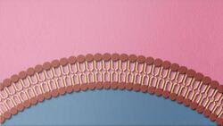 Fluid mosaic model of the cell membrane Instructional Video