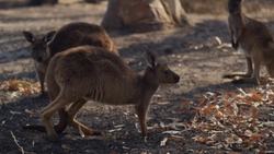 Australia on Fire - Kangaroo Island Instructional Video