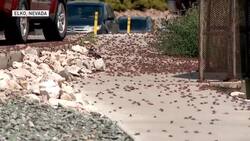 Mormon crickets cover roads, homes in Nevada News Clip