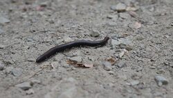 Northwest  millipede, or Haraphe haydeniana, is abundant in Pacific Northwest forests. Stock Footage