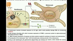 How do Melanocytes Make Melanin?: Melanogenesis Mechanism Instructional Video