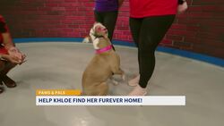 Paws and Pals: Calm Khloe is ready for her furever family News Clip