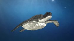 Frozen sea turtles wash up on Massachusetts shore Instructional Video