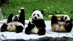 A juicy afternoon snack for a trio of fuzzy friends News Clip