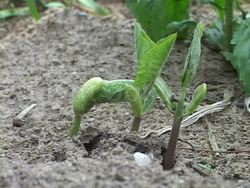 Energy and Nutrition Instructional Video