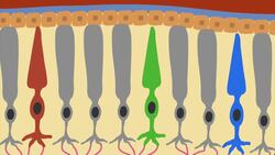 Understanding Color Blindness Instructional Video