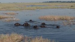 Botswana's Okavango Delta: Drone Views of Nature's Majesty Stock Footage