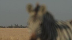 Wild Zebra With Calf Stock Footage