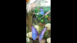 It’s Alice in Wonderland Day News Clip