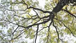 Autumn Time Tree Canopy Stock Footage