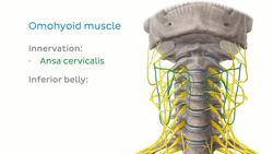 Infrahyoid muscles Instructional Video
