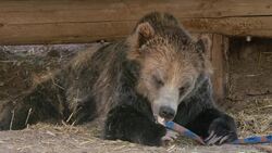 Dolly the Grizzly Bear's "Little Foot" Isn't Slowing Her Down At All Instructional Video