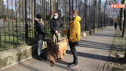 Poles Talking About Their Dogs | Easy Polish 156 Instructional Video