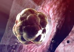 Ovum Instructional Video