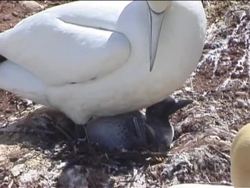 The Life of Birds: Bird Life Cycles Instructional Video