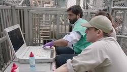 Medical Residents Give a Panda a Cardiac Ultrasound to Check His Heart Condition Instructional Video