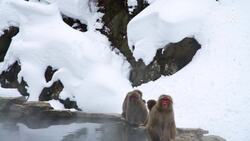 Snow Monkeys' Spa Day, Relaxing in Japan's Hot Springs Instructional Video