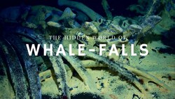 The Stages of Whale Decomposition Instructional Video
