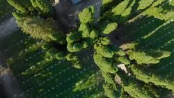 Old Cemetery in a park (aerial) Stock Footage