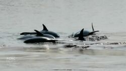 #TheMoment a community rescued a pod of dolphins stuck in the mud News Clip