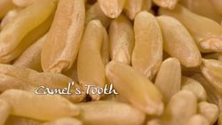 Disappearance and Rediscovery of Khorasan Wheat Instructional Video