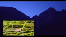 Pacific Tree Frog Chorus Instructional Video