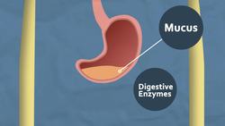 What Does The Stomach Do Instructional Video