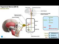 Cranial Nerve V - Trigeminal Nerve [Part 2] | Origin, Structure, Pathway & Function Instructional Video