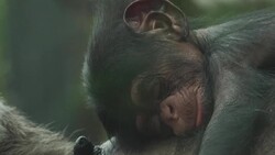 CLEAN : Baby chimp born at French zoo News Clip