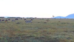 group of herbivore animals in savanna at africa Stock Footage